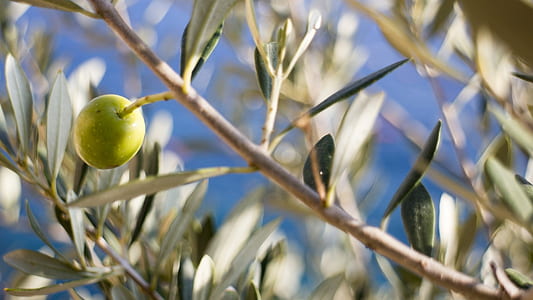 selective focus photography of green fruit thumbnail