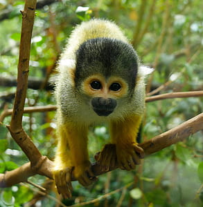 monkey on tree branch thumbnail