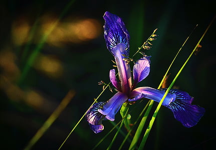 macro shot photography of purple iris flower in bloom thumbnail