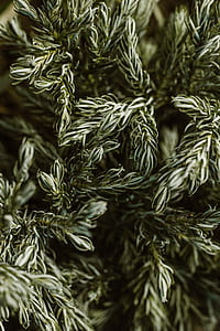 selective focus photography of green pine leaves thumbnail