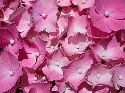 bunch of pink petaled flowers thumbnail