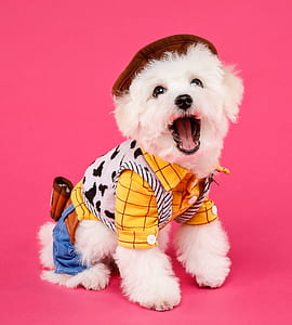 white Maltese puppy on Woody costume thumbnail