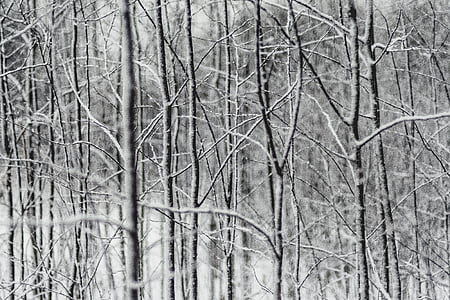 close-up photo of leafless trees thumbnail