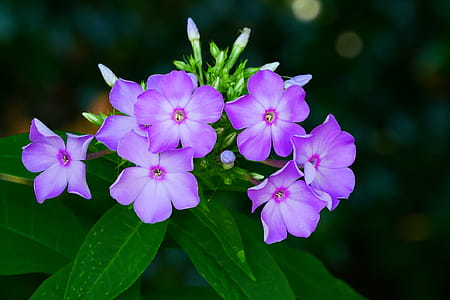Photos of garden phlox flowers. thumbnail