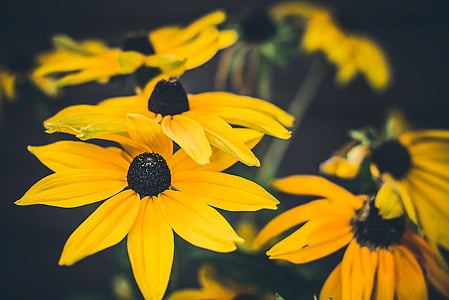 sunflowers photo thumbnail