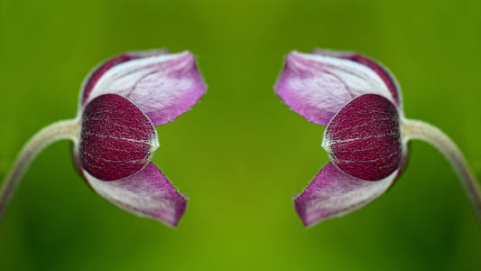 closeup photography of red petaled flower thumbnail