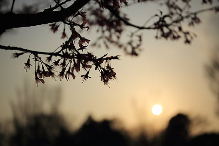 silhouette of tree under golden hour thumbnail