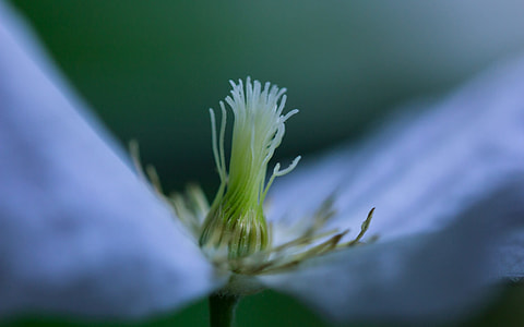 close up photo of flower thumbnail