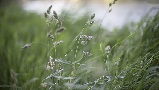 selective focus photography of green grass thumbnail