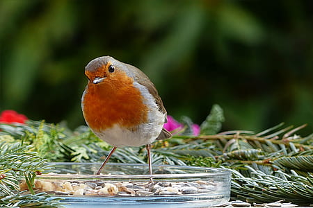 brown and orange bird beside plants thumbnail
