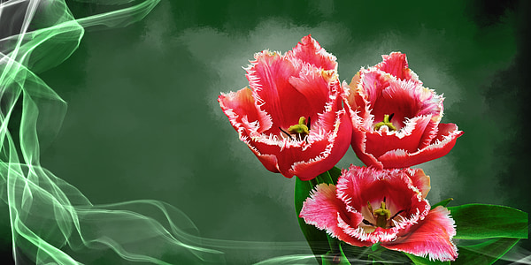 selective focus photo of red jagged tulip flowers thumbnail