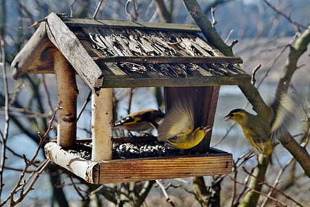 two yellow passerine birds and brown wooden birdhouse thumbnail