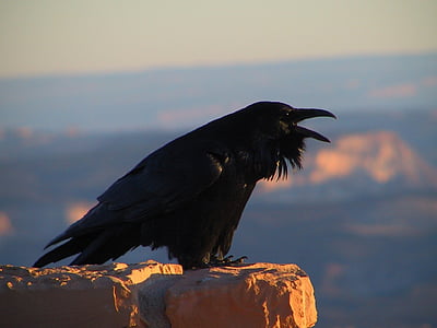 shallow focus photography of crow thumbnail