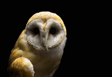 macro photography of brown and white owl thumbnail