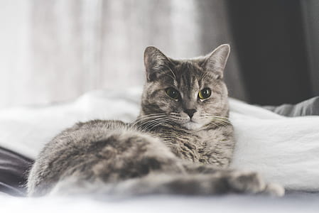 silver tabby cat thumbnail