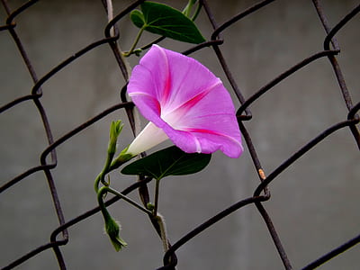 closeup photography of pink morning glory flower vine on chainlink wire fence thumbnail