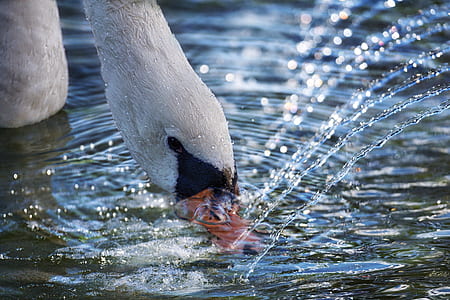 swan drinking water photography thumbnail