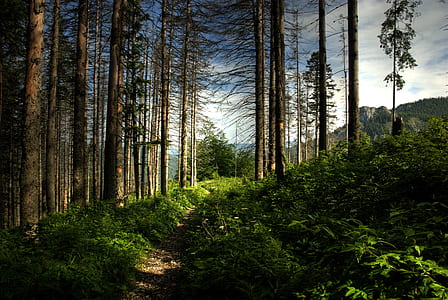 pathway in forest thumbnail
