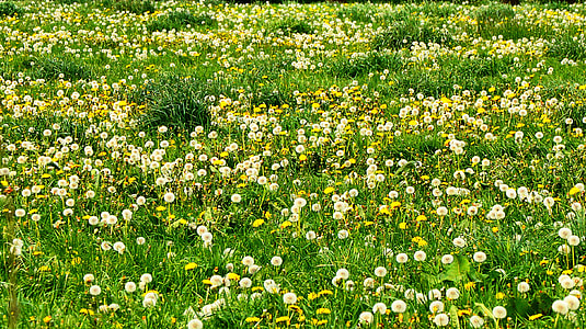 Meadow, Dandelion thumbnail