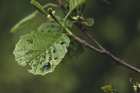 green leafed plants thumbnail