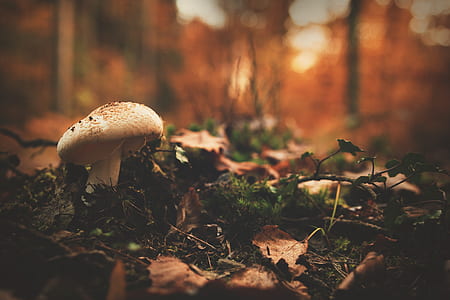 selective focus photo of white and brown mushroom near brown fallen leaves thumbnail