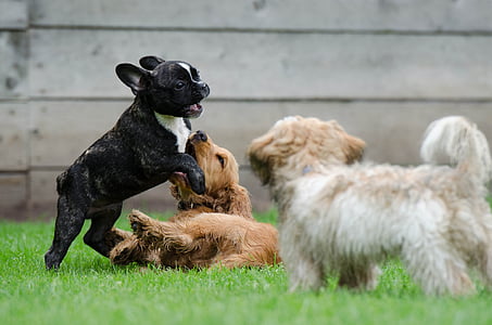 three dogs playing on green grass field thumbnail