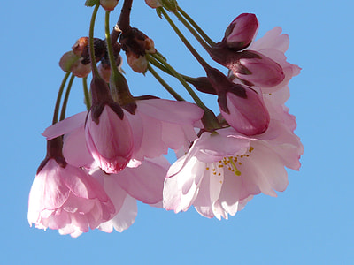 close-up photograph of pink cherry blossom thumbnail