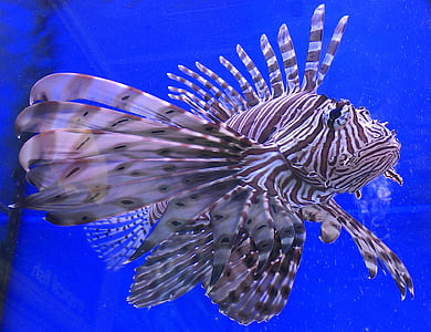 gray and white fish closeup photography thumbnail