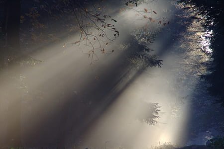 sun rays on green trees thumbnail