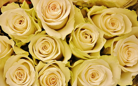 white rose lot closeup photography thumbnail