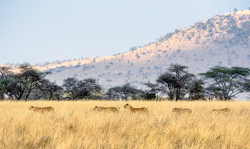 four brown animals on brown grass field thumbnail