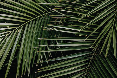 Tropical palm leaves, floral pattern background thumbnail