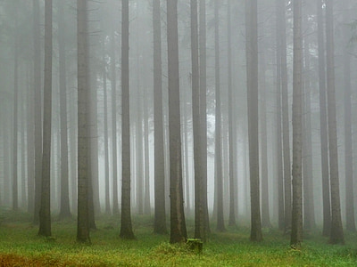 forest with fog during daytime thumbnail