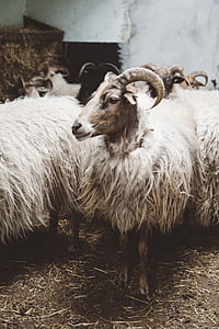 white sheeps thumbnail