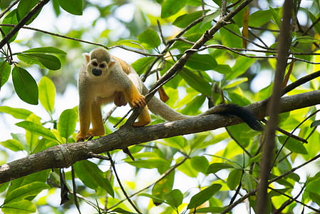 brown monkey standing on tree branch thumbnail