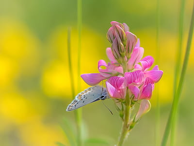 photography of butterfly on flower thumbnail