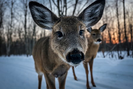 two brown animals walking in snowfield during daytime thumbnail