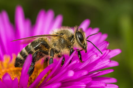 brown bee in macro shot thumbnail