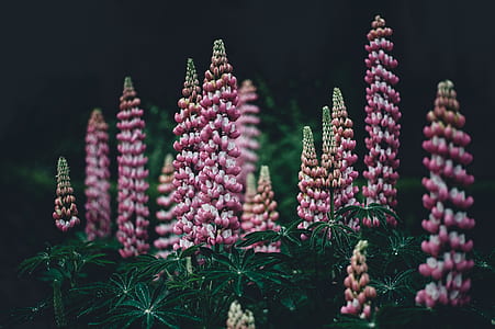 purple flowers thumbnail