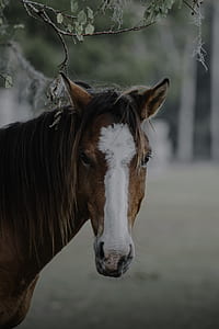 close-up photography of white and brown horse during daytime thumbnail