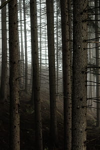 selective focus photography of tree trunk thumbnail
