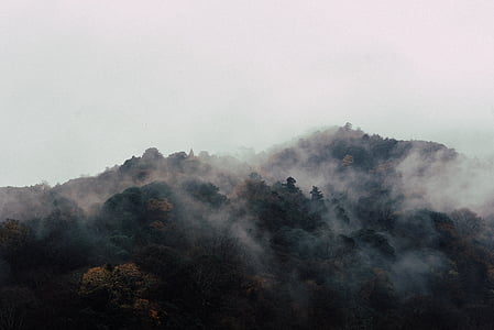 photo of forest covered by fog thumbnail
