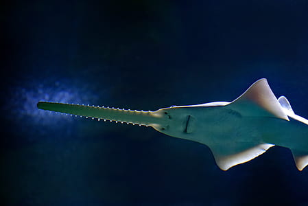 photo of sawshark thumbnail