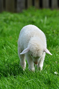 white sheep thumbnail