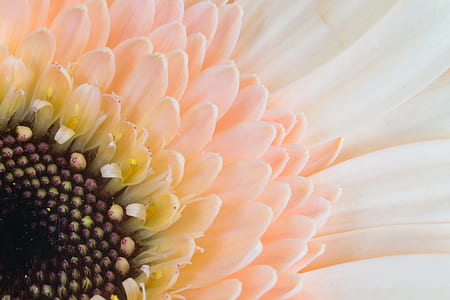 peach-colored gerbera daisy in macro photography thumbnail