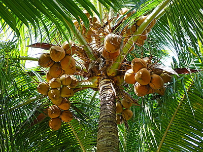 coconut tree thumbnail