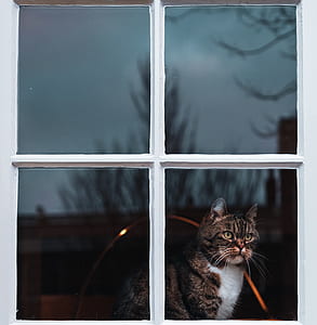 brown and white tabby cat inside room during daytime thumbnail