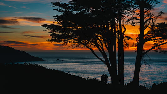 silhouette of trees near body of water thumbnail