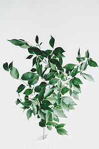 green ovate leaf plant thumbnail