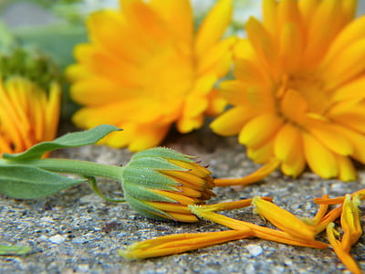 selective focus photography of yellow calendula flowers with flower bud thumbnail
